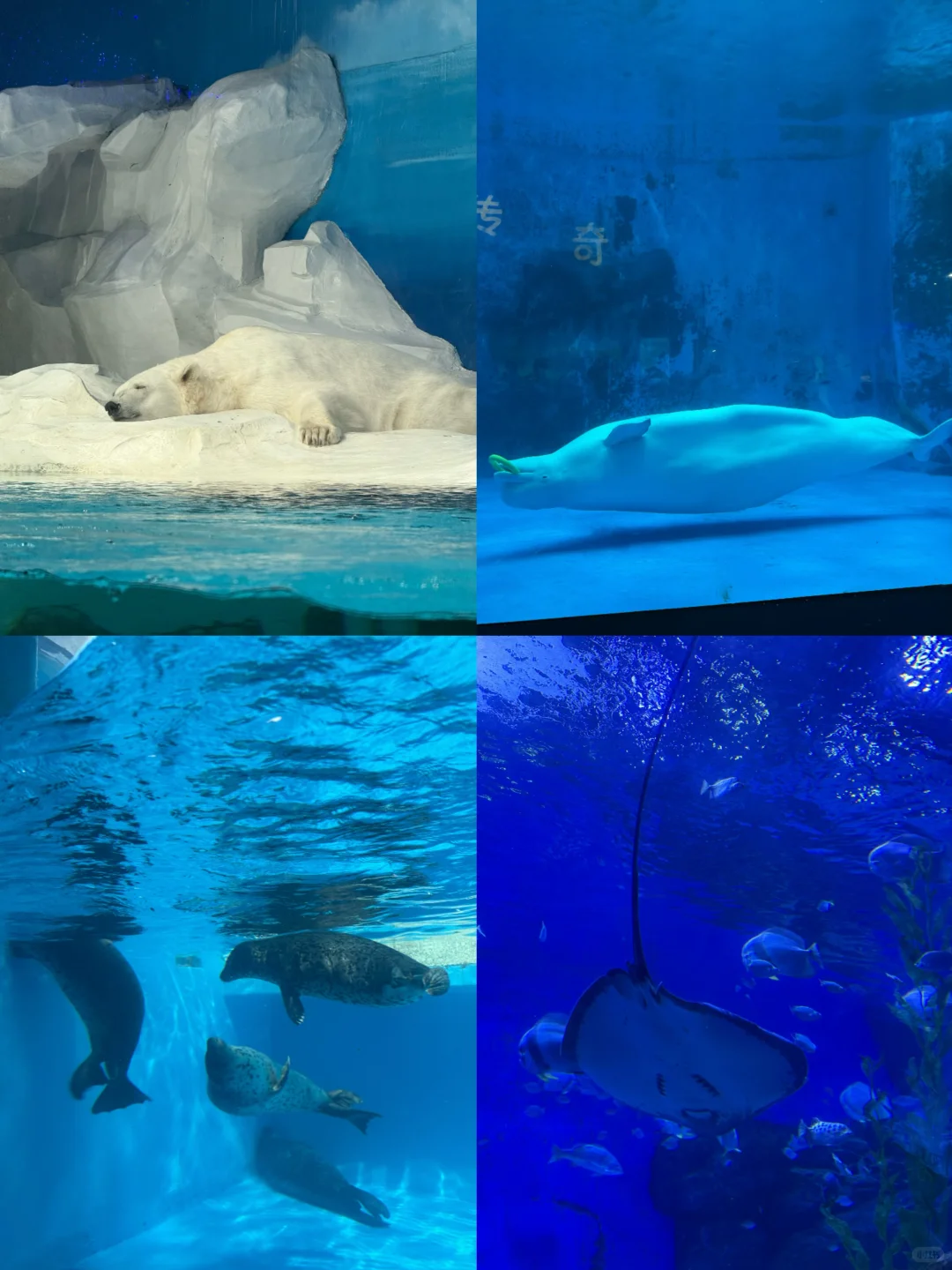 来天津极地海洋公园玩嗨了！