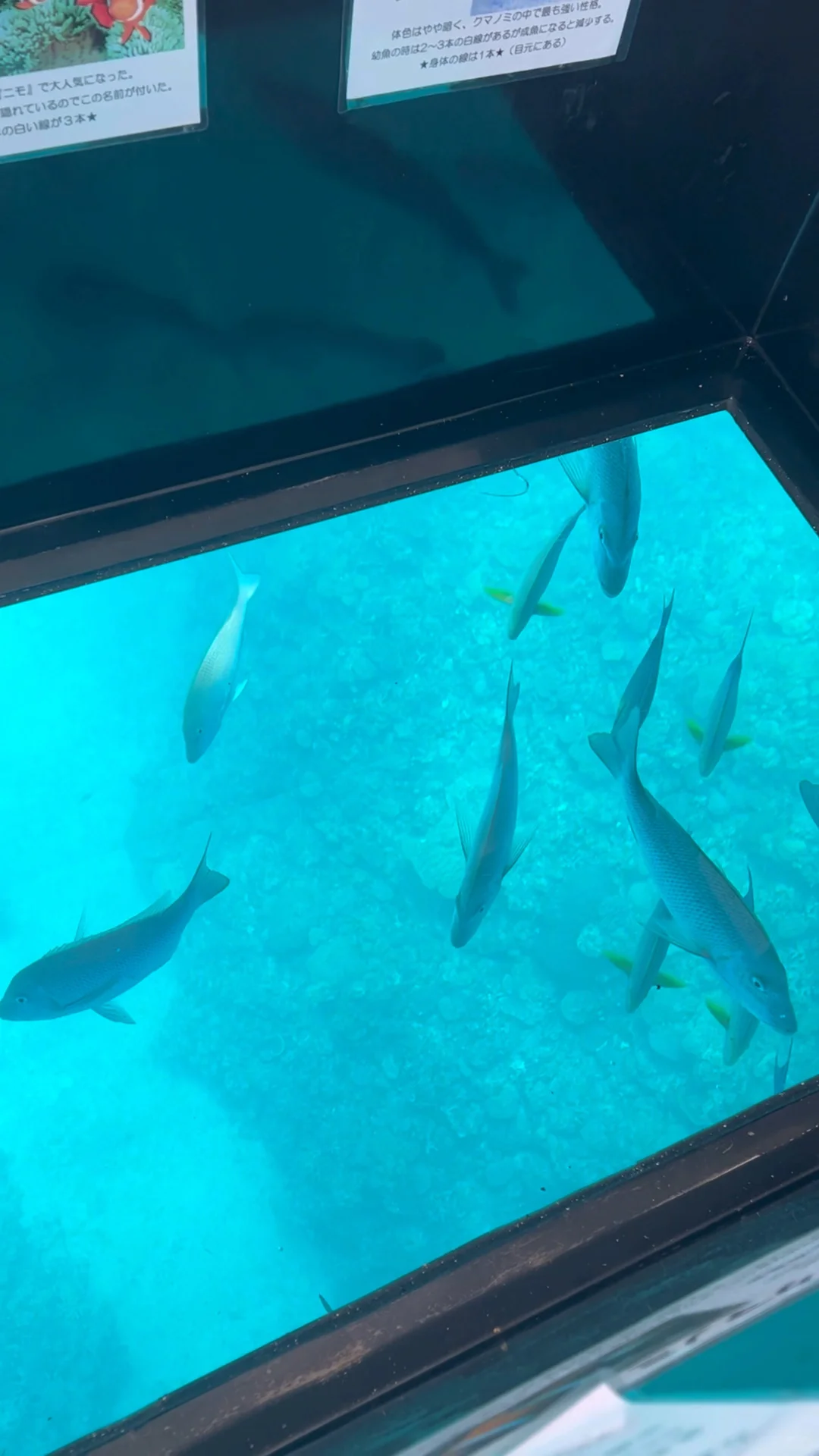 上海直飞一个小时40分钟的遛娃胜地