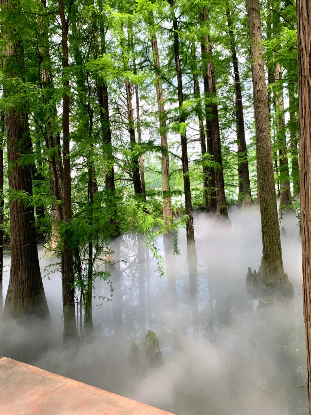 🌴在武汉…花得最值的13r（附N个机位详细攻略