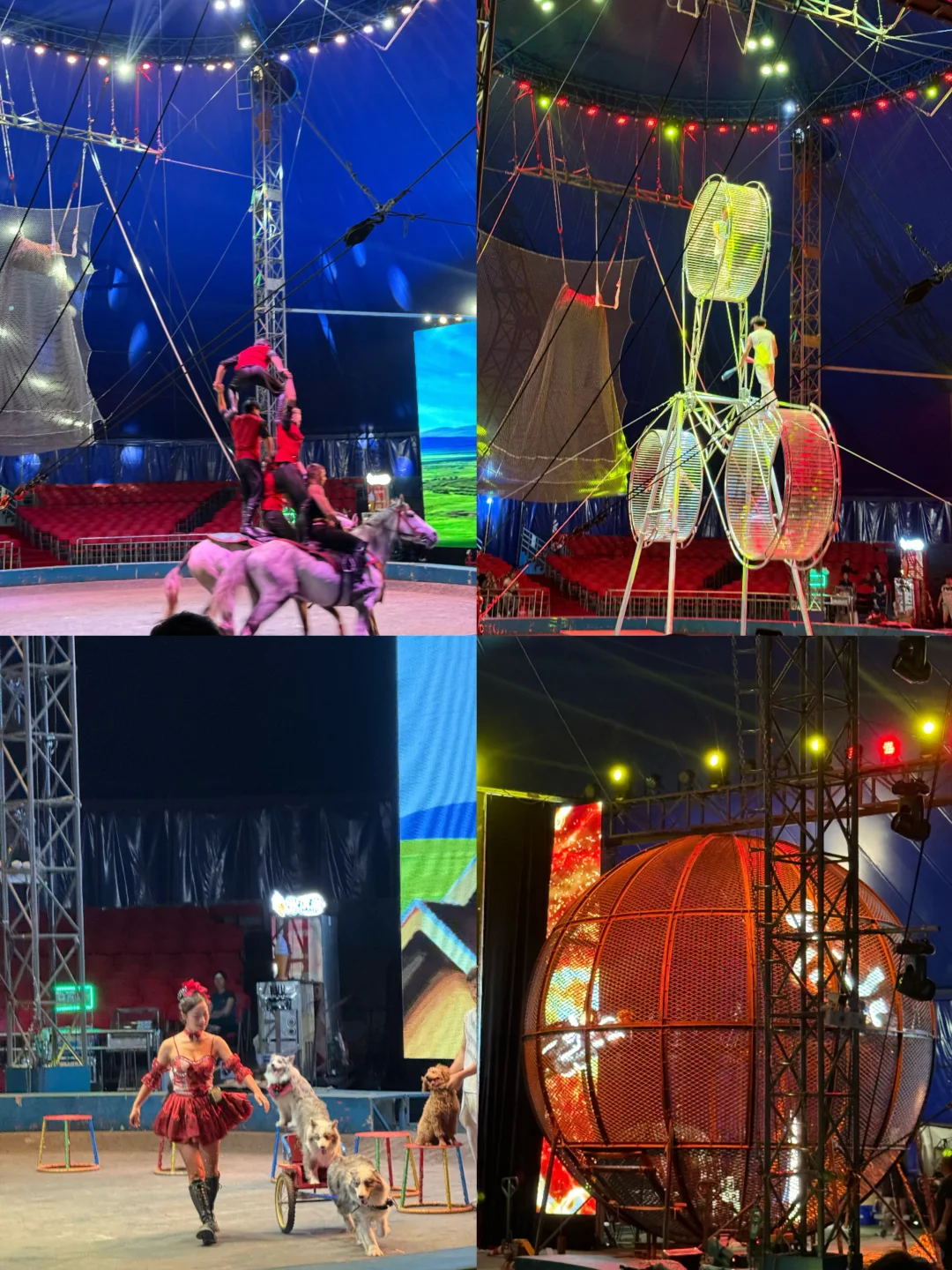 来天津极地海洋公园玩嗨了！