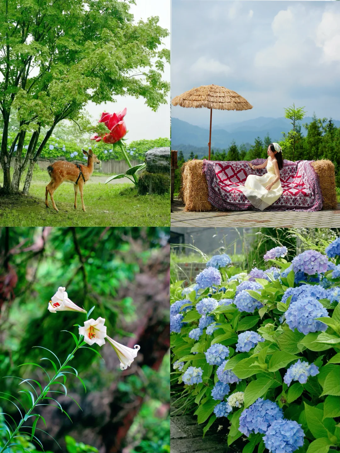 不是大理！就在四川！被严重低估的避暑秘境