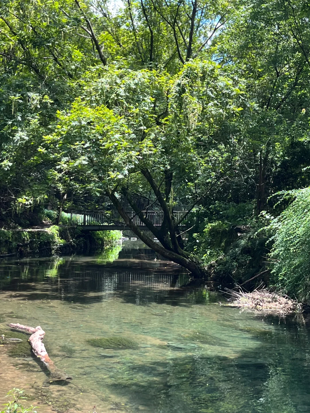 你敢相信？！这是西湖景区！水清人少玩水超棒