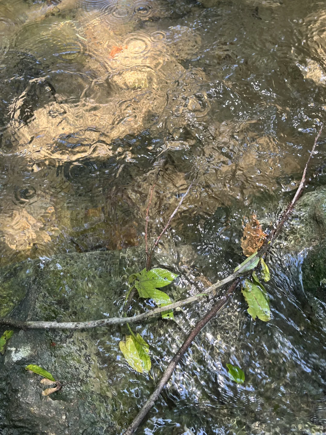 你敢相信？！这是西湖景区！水清人少玩水超棒