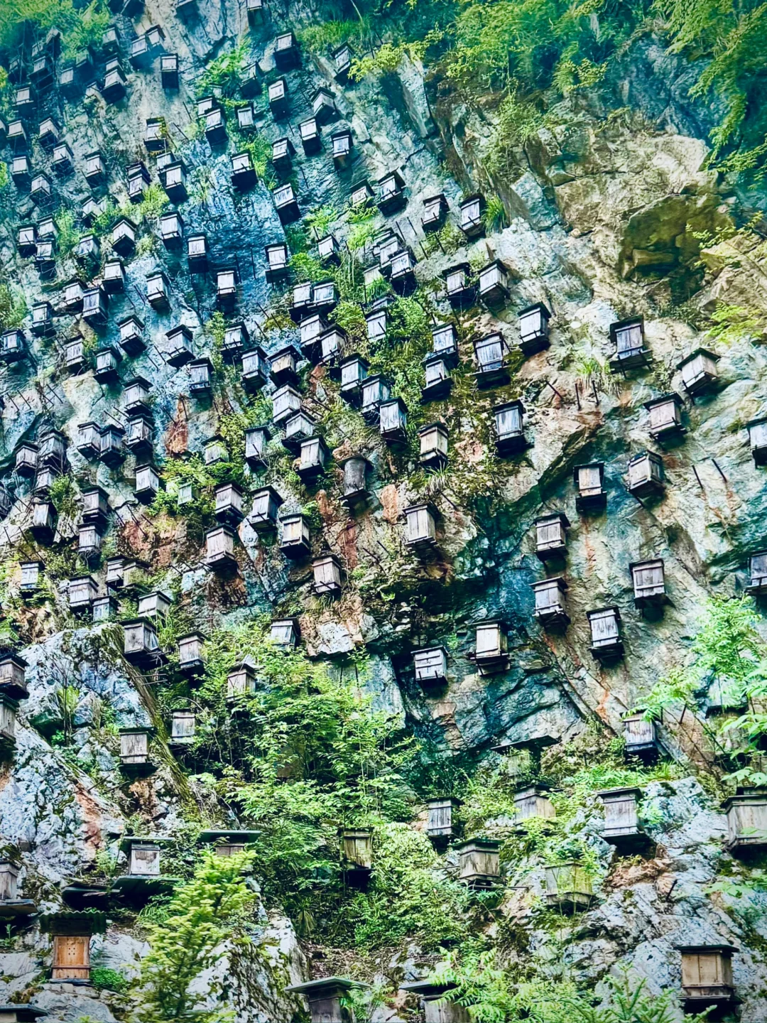 神农架 | 漫步迷雾森林，解锁华中屋脊的神秘