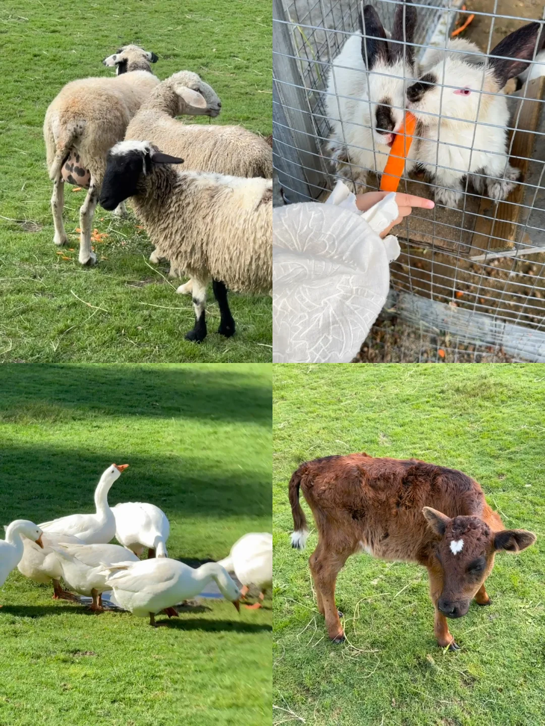 带娃去大理 不费妈的旅游攻略（一）🔥