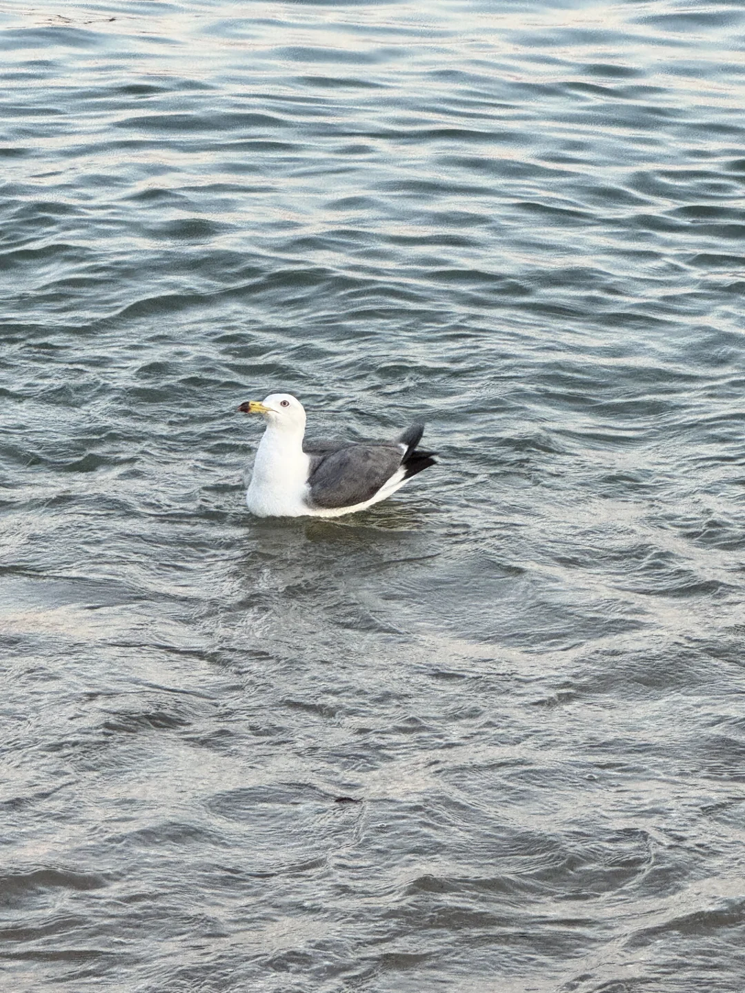 大连！！听劝没去星海，这条路线美翻了（附攻略