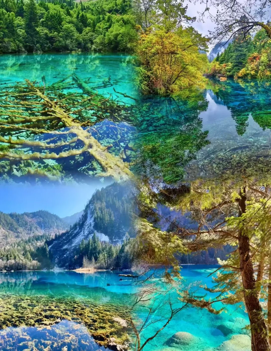 四川家庭游攻略：5 天 4 晚人均 1000+💖