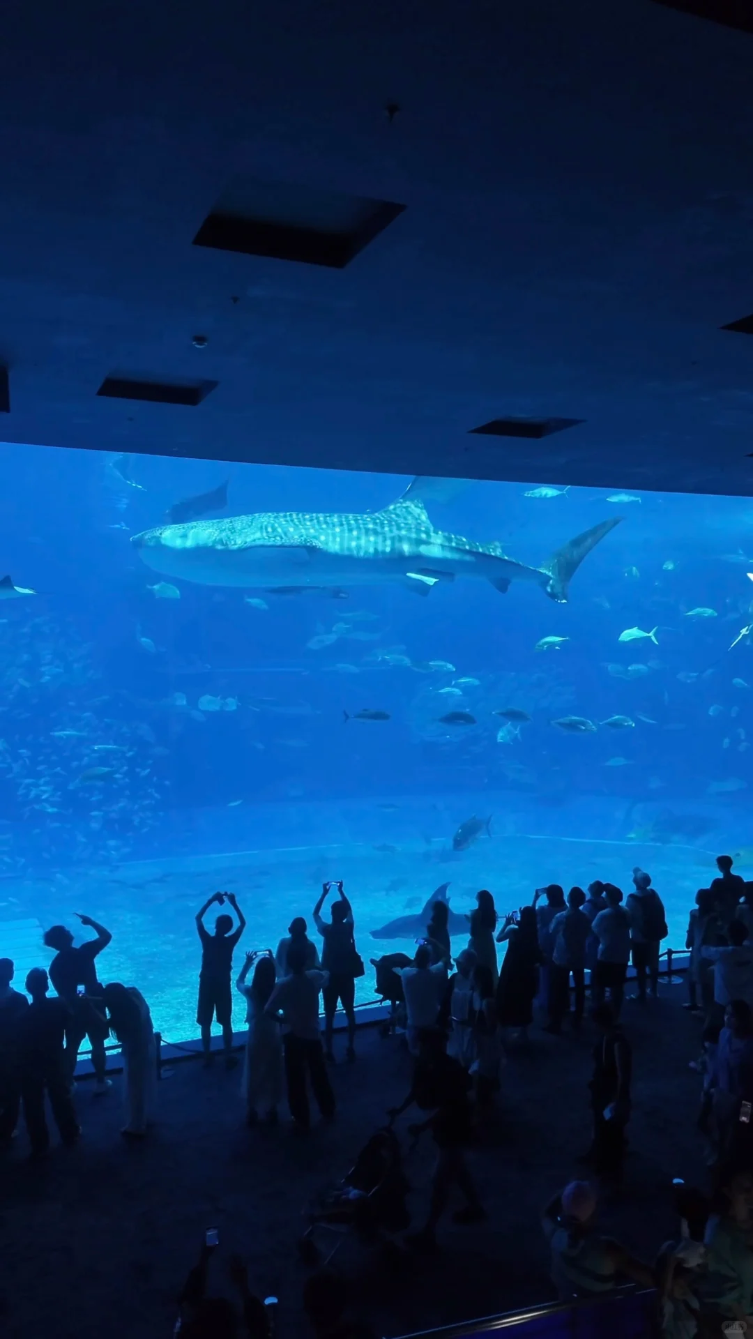 上海直飞一个小时40分钟的遛娃胜地