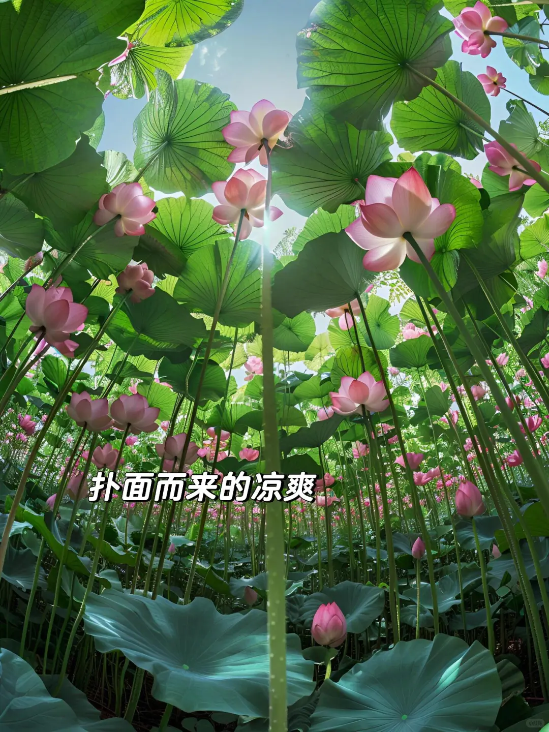 比起大理丽江，这才是云南夏季最佳旅行地！