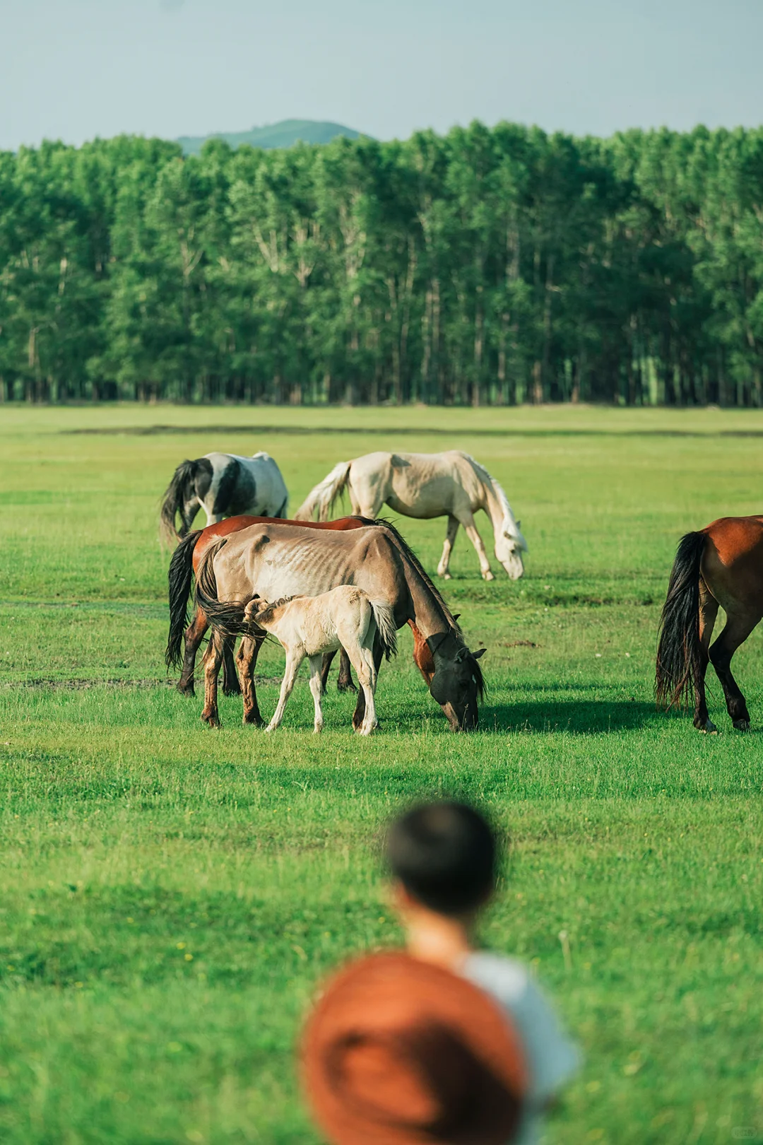 带娃呼伦贝尔暑假游，这些避坑指南得知道‼️