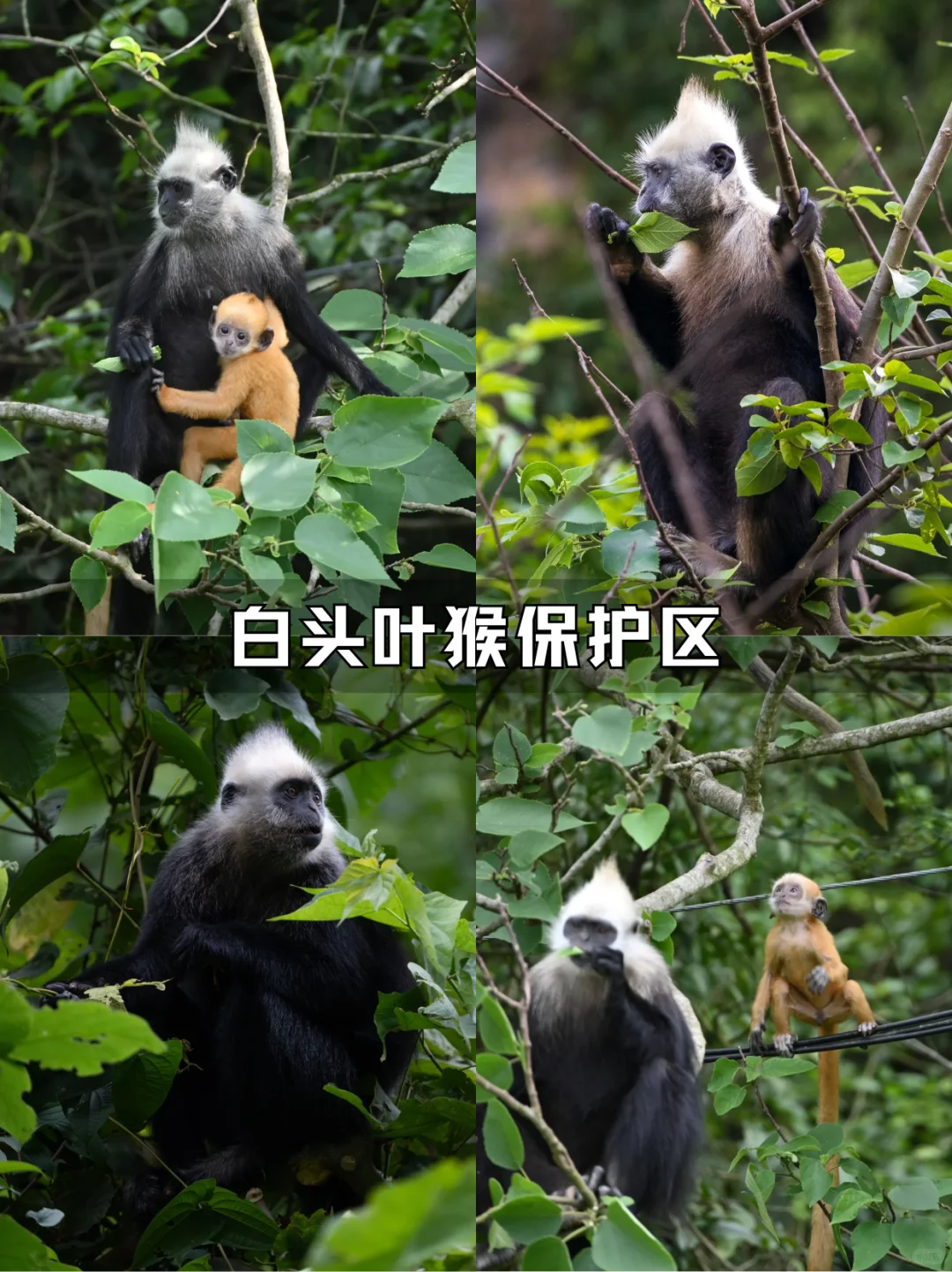 和老公二刷崇左，真的比新西兰还要震撼！