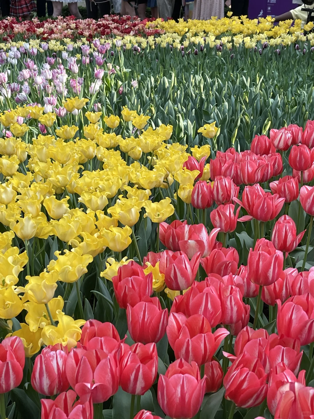 🇸🇬新加坡4天3夜旅行｜J人保姆级攻略（上）