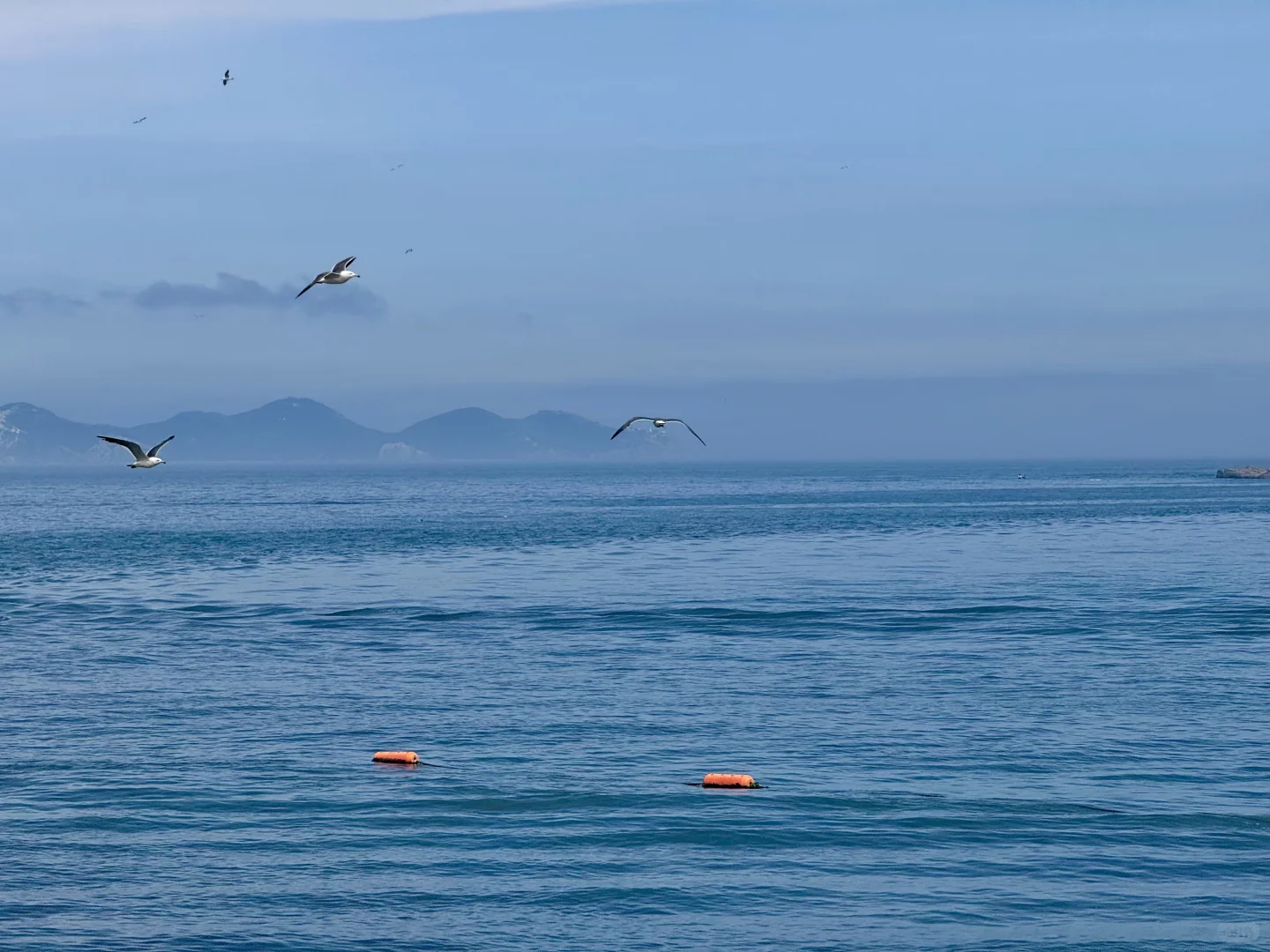 把小红书翻烂果然得到完全不踩雷的大连之行