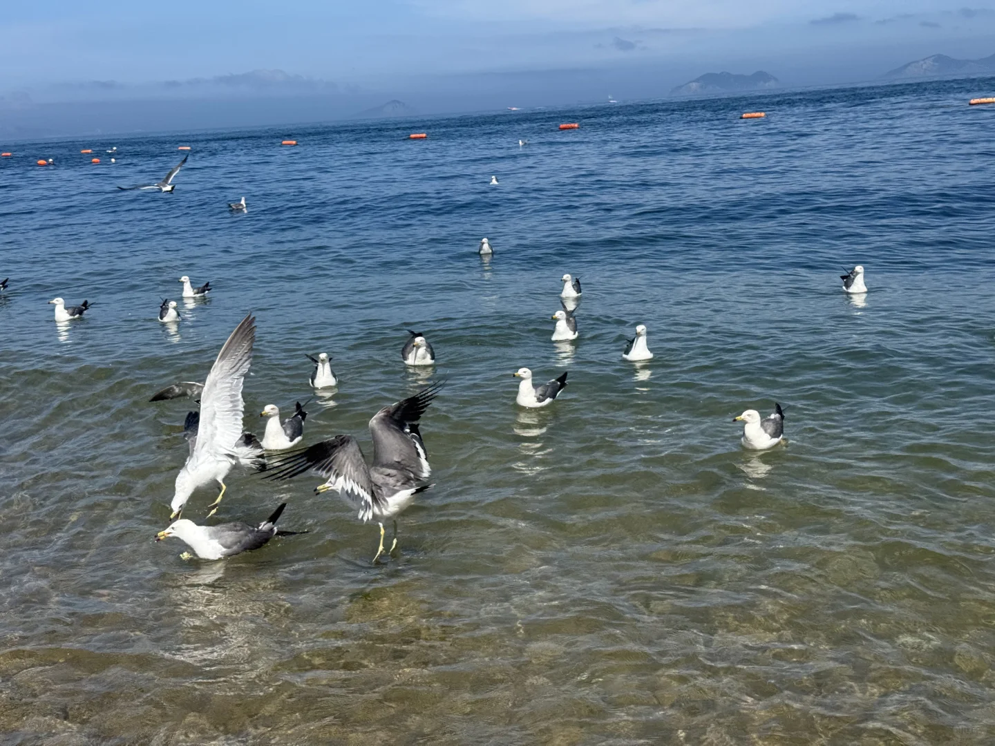 把小红书翻烂果然得到完全不踩雷的大连之行
