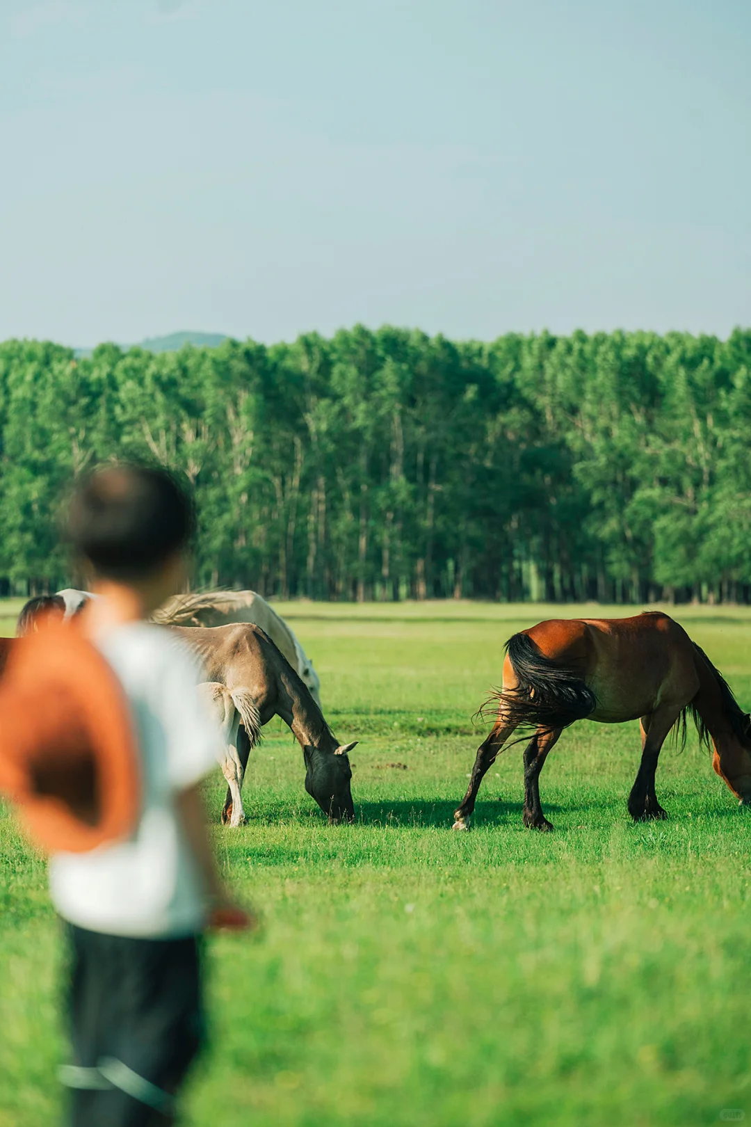 带娃呼伦贝尔暑假游，这些避坑指南得知道‼️