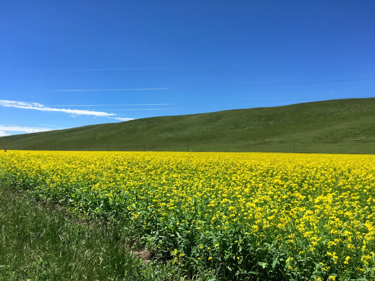 🚗青海甘肃8天自驾大环线| 门源百里油菜花