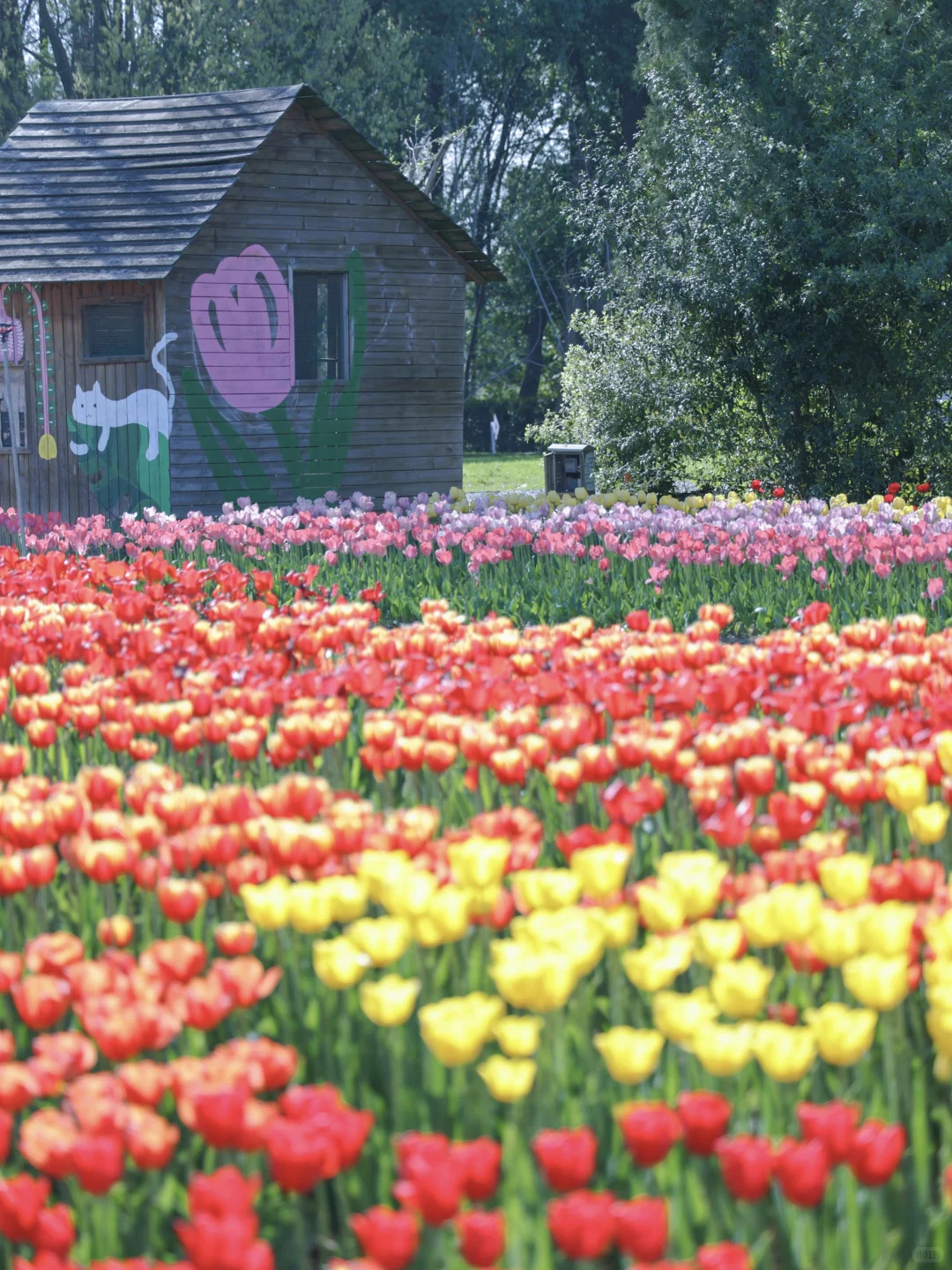 武汉东湖被严重低估的游玩路线！巨美人少！
