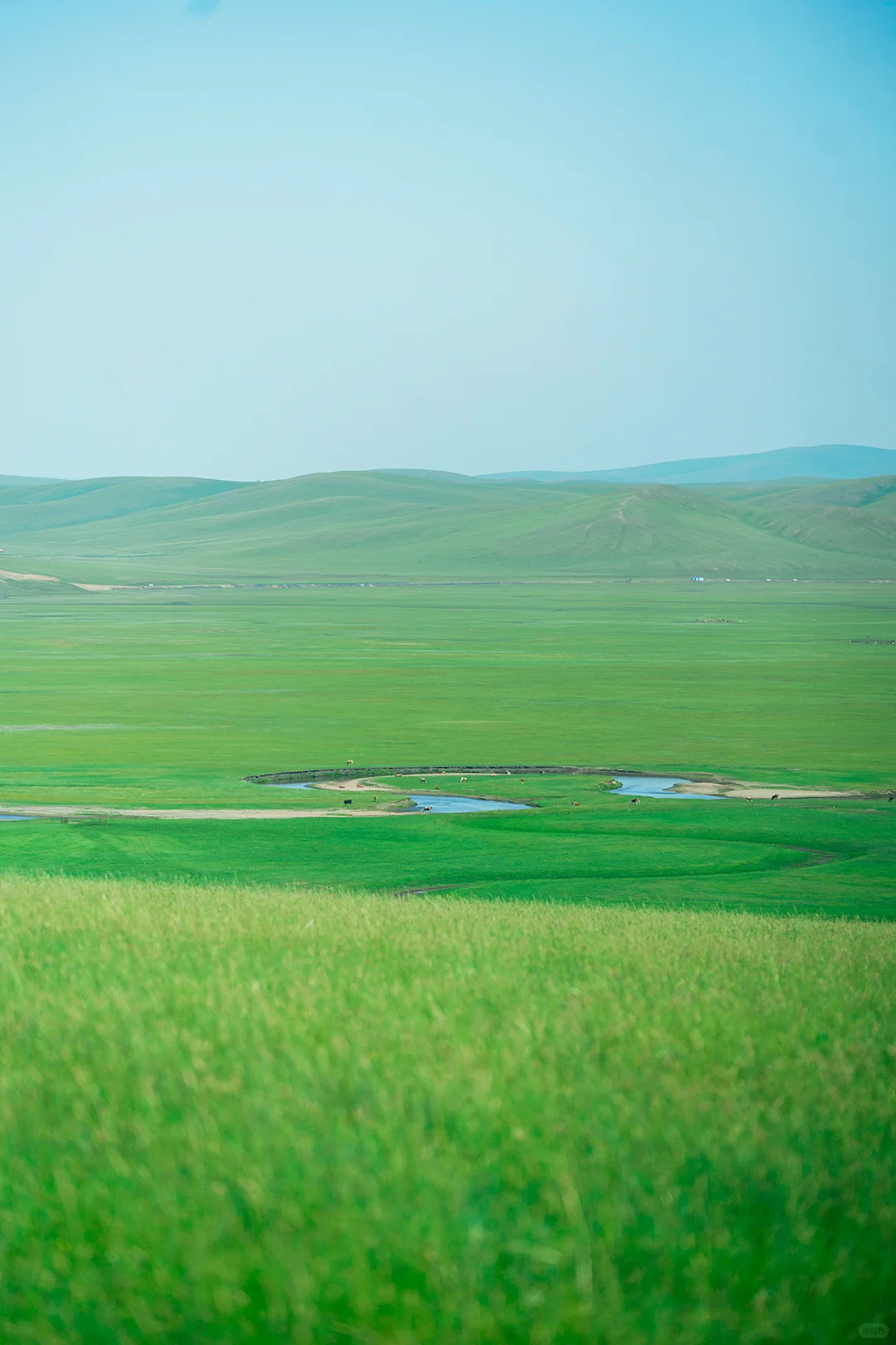 带娃呼伦贝尔暑假游，这些避坑指南得知道‼️