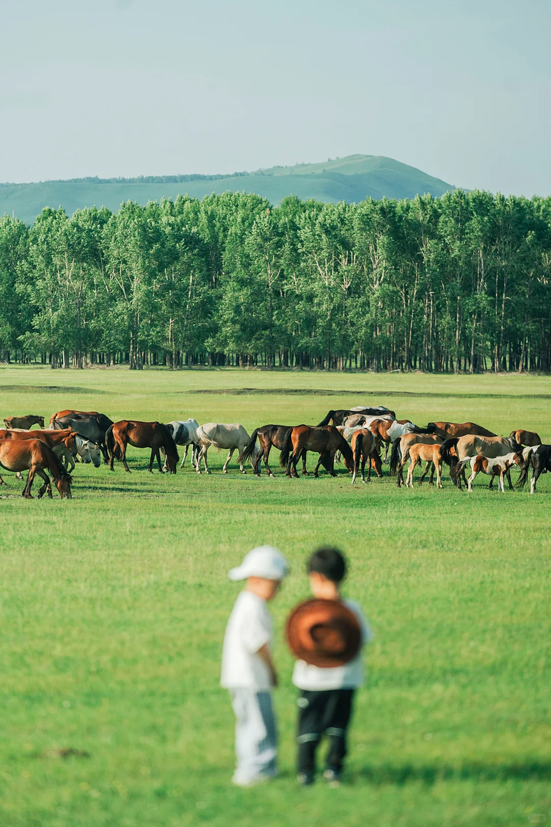 带娃呼伦贝尔暑假游，这些避坑指南得知道‼️