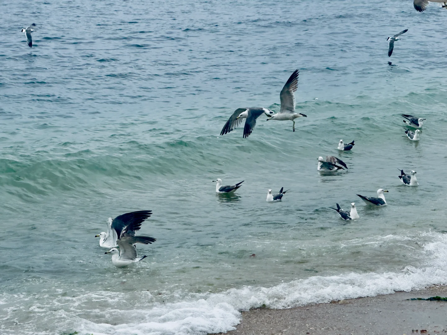 把小红书翻烂果然得到完全不踩雷的大连之行