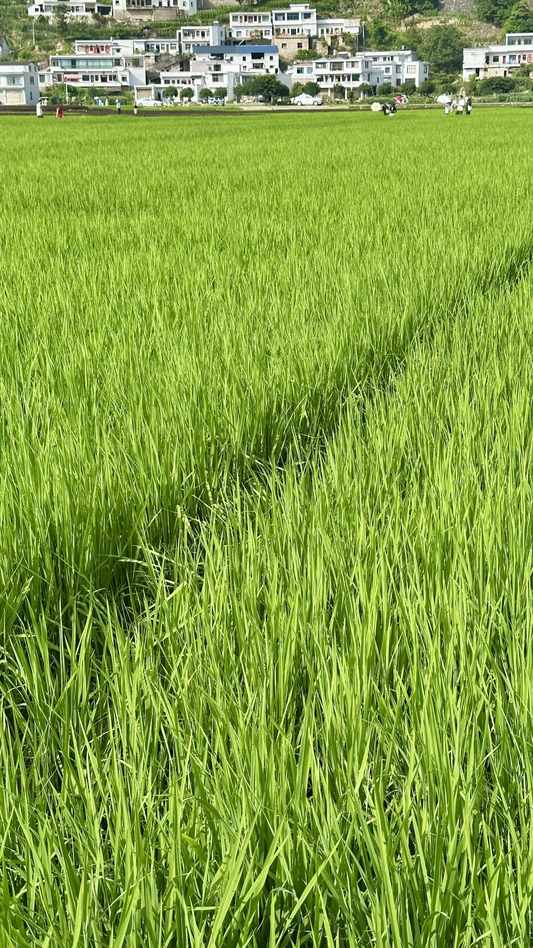 一年去十几次，一篇讲清楚来万峰林怎么玩好