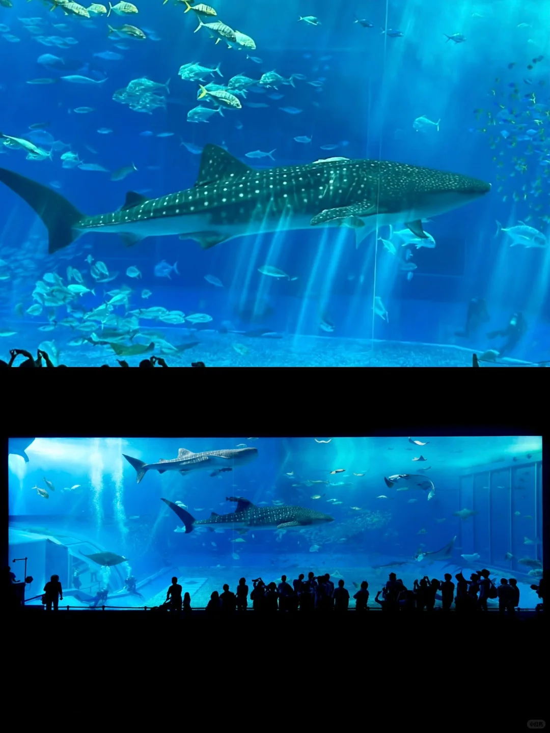 第一次去冲绳旅行，有这篇手绘攻略就够了🔥