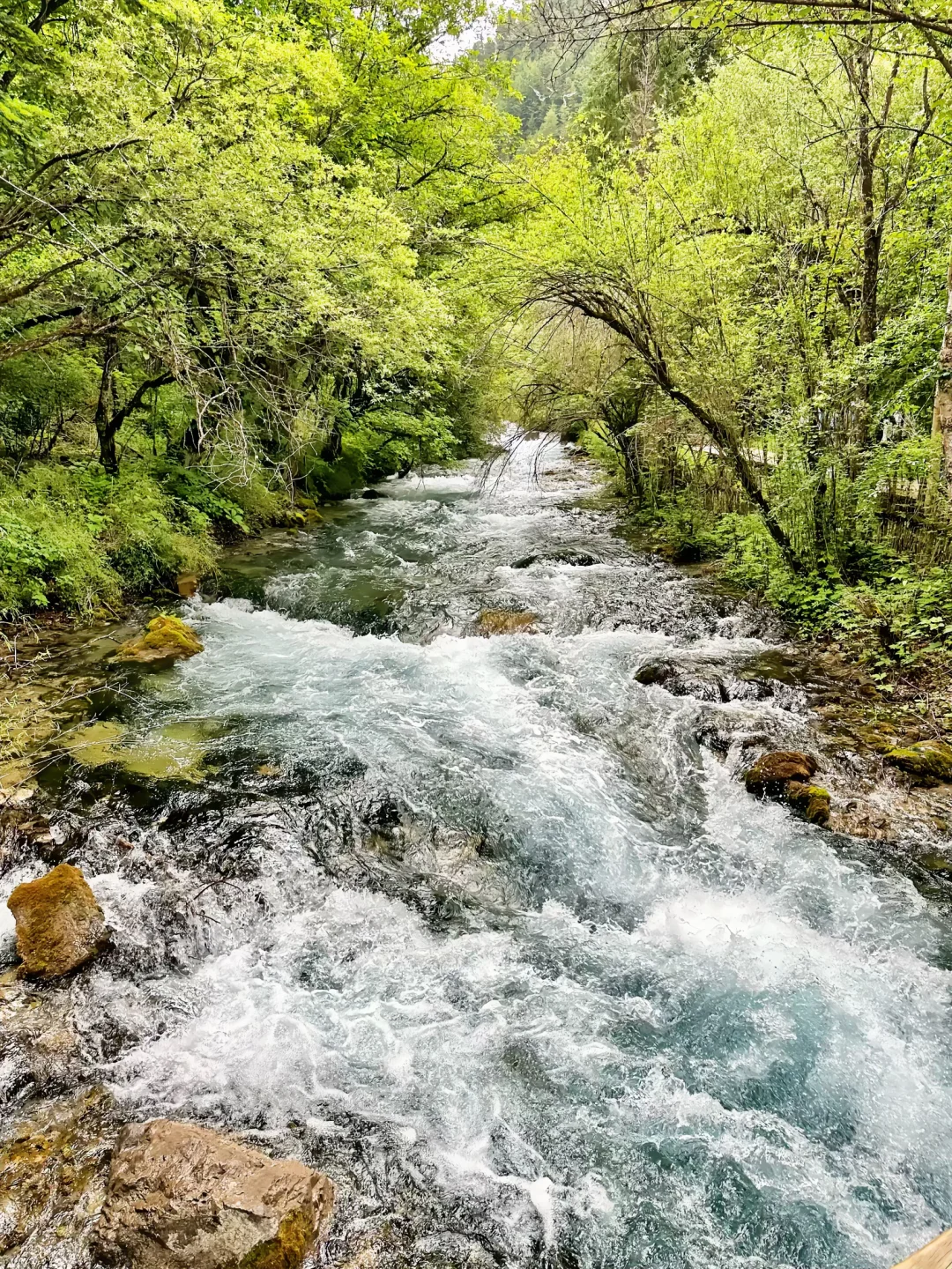 九寨沟唯一的真神🌼🦆🍃