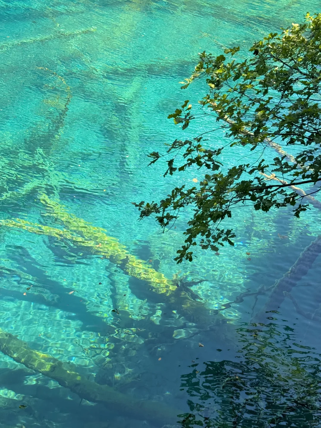 九寨沟唯一的真神🌼🦆🍃