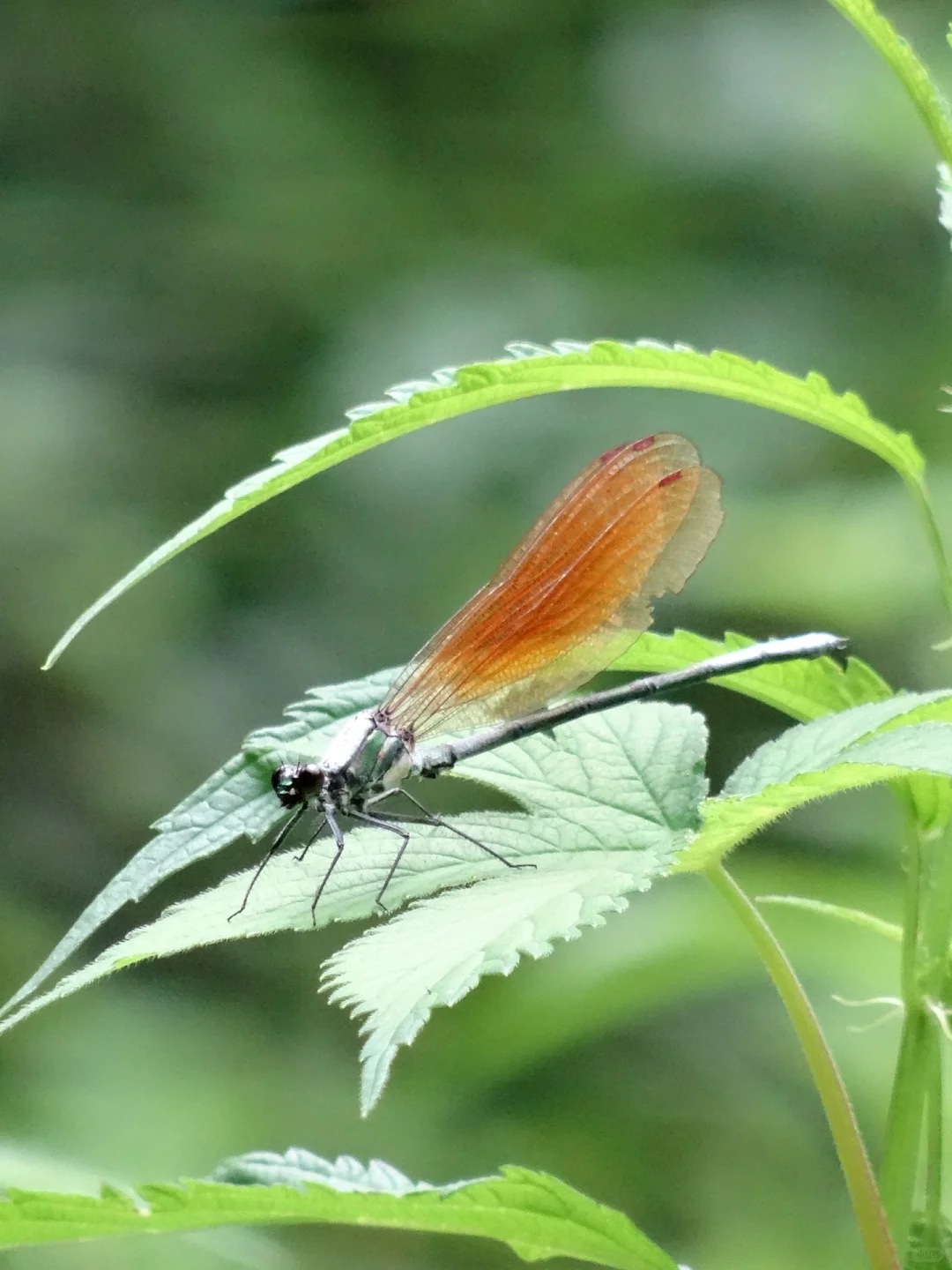 石家庄有山有水又人少的胜境～猪圈沟