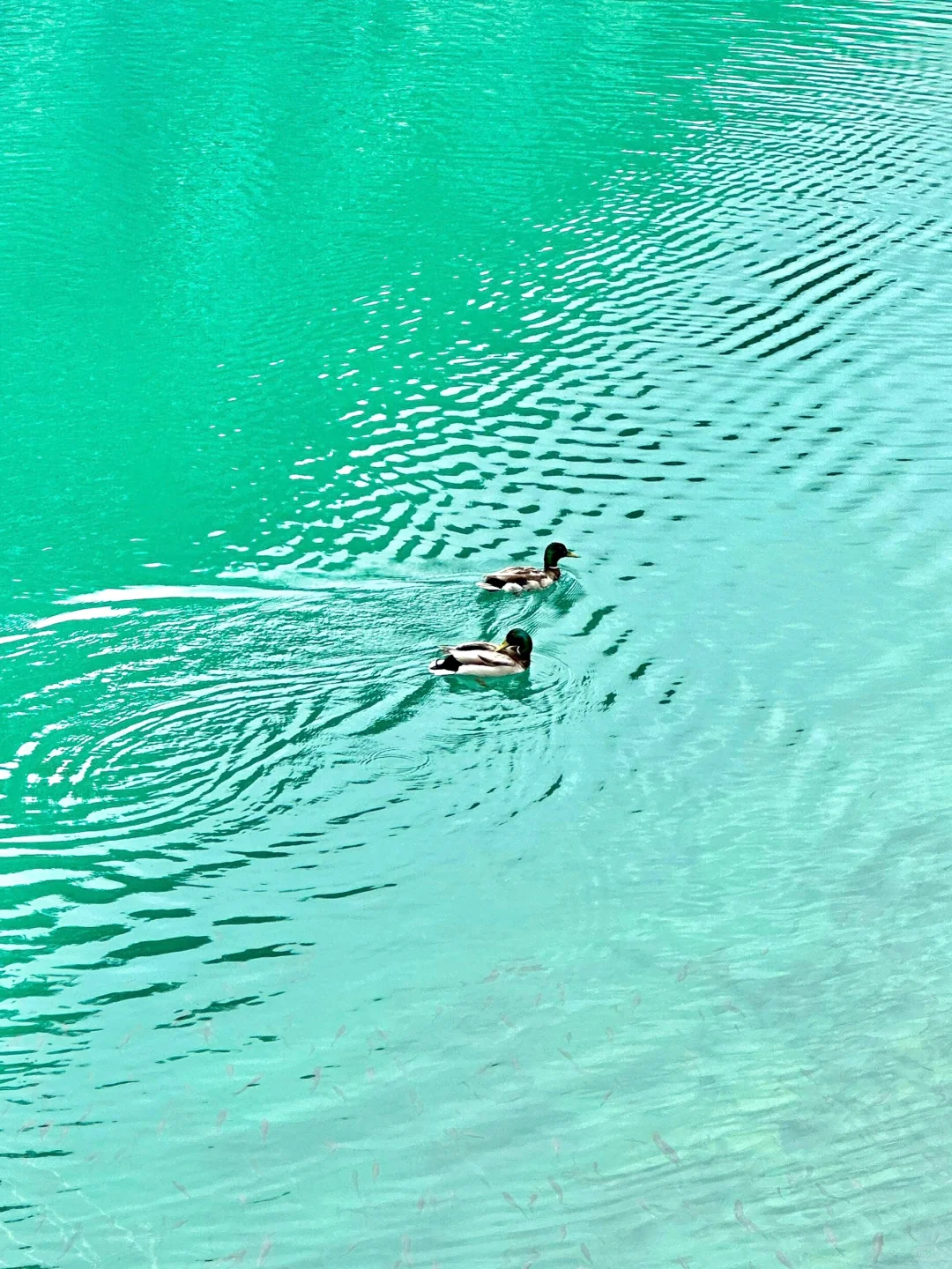 九寨沟唯一的真神🌼🦆🍃