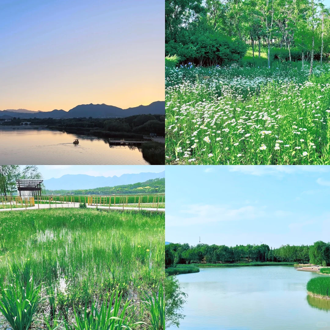 🌷周末到河北，石家庄龙泉湖湿地美爆了！