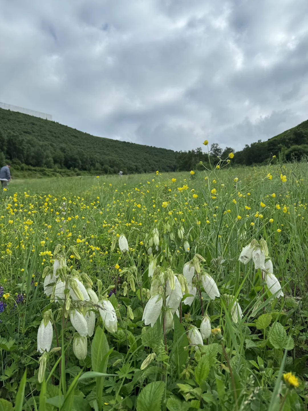 北京人有自己的阿勒泰⛰️