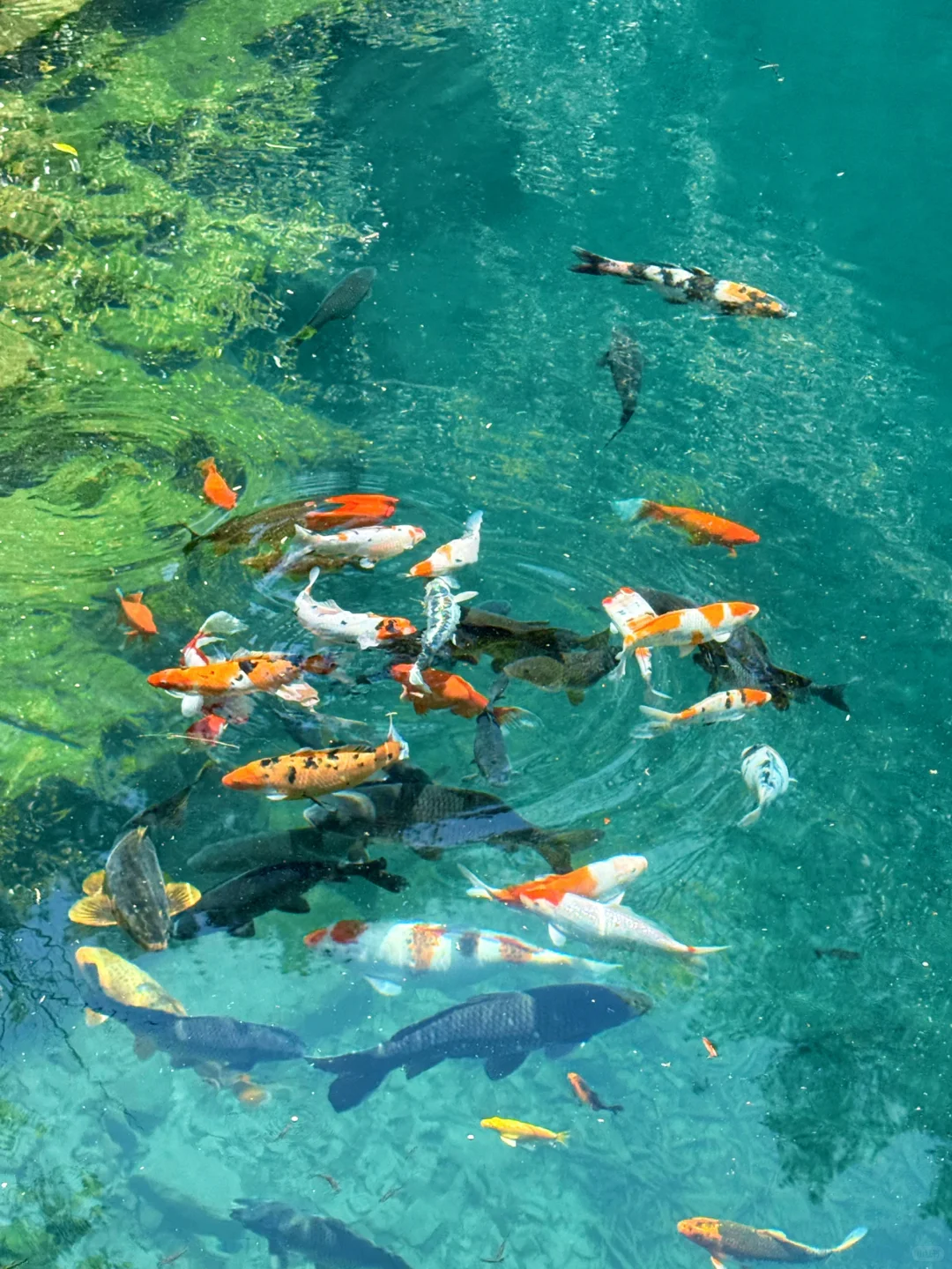 Live图意义❗️〈国家地理 〉夸的桐庐，包出片的