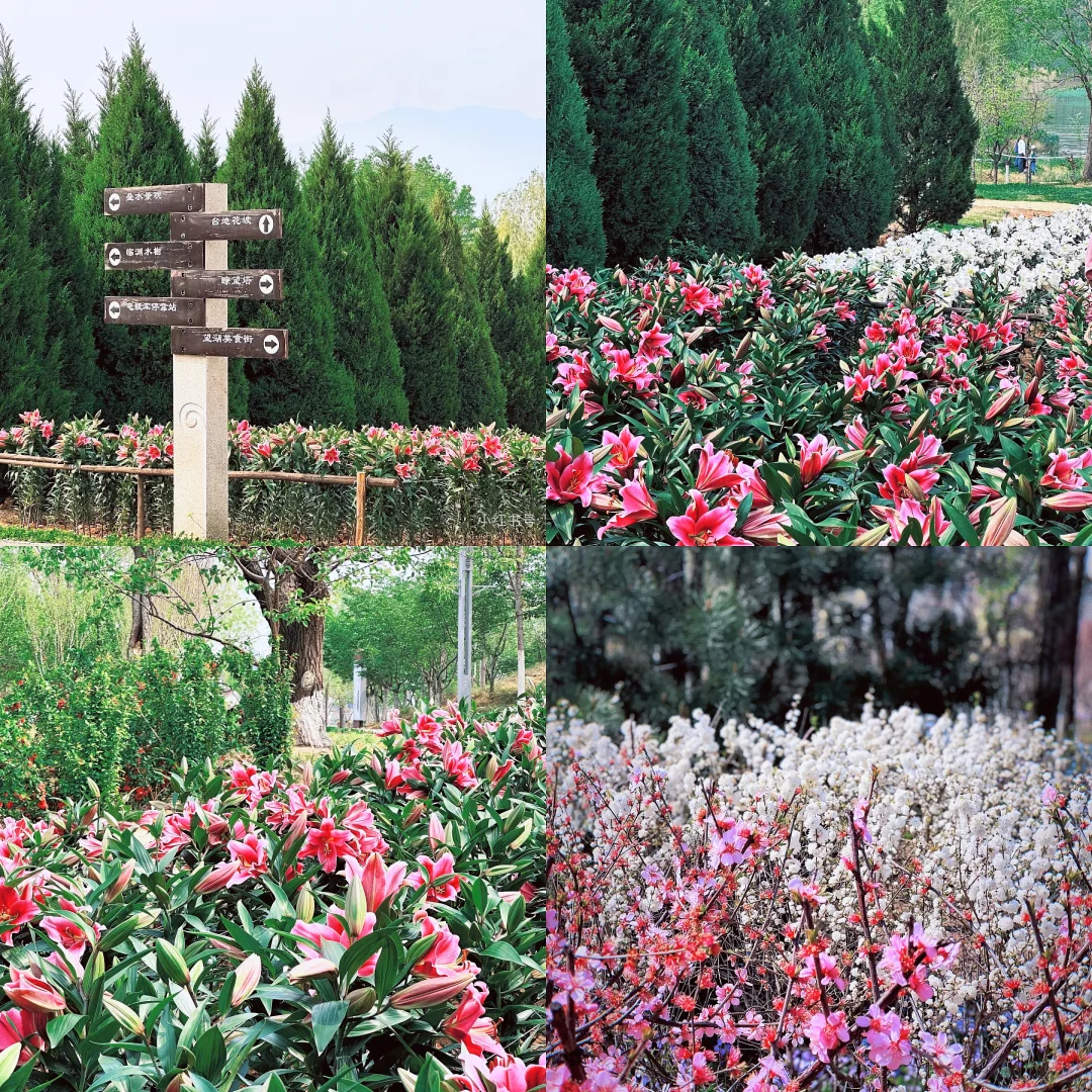 🌷周末到河北，石家庄龙泉湖湿地美爆了！