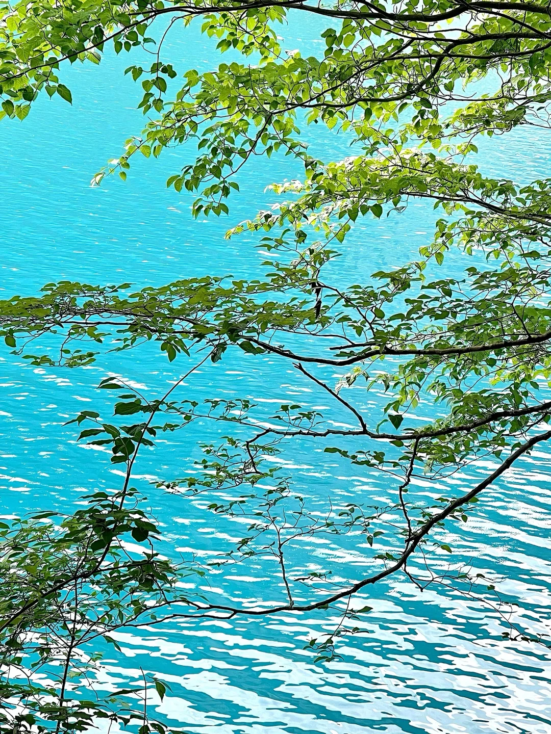 九寨沟唯一的真神🌼🦆🍃