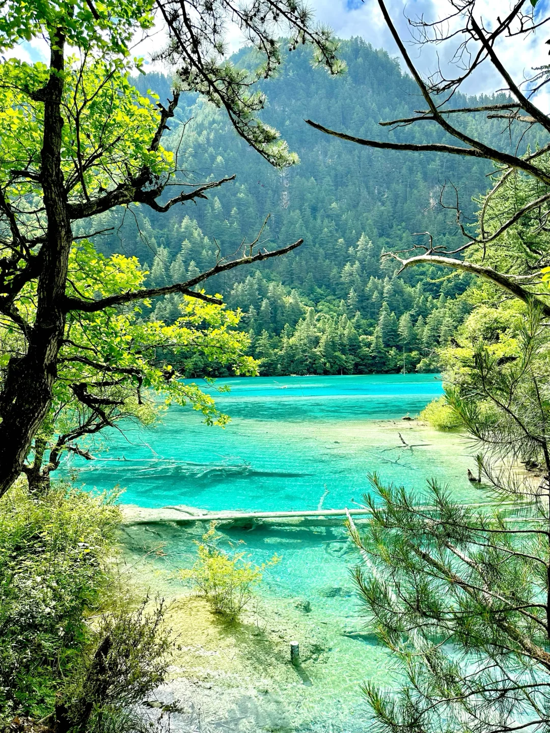 九寨沟唯一的真神🌼🦆🍃