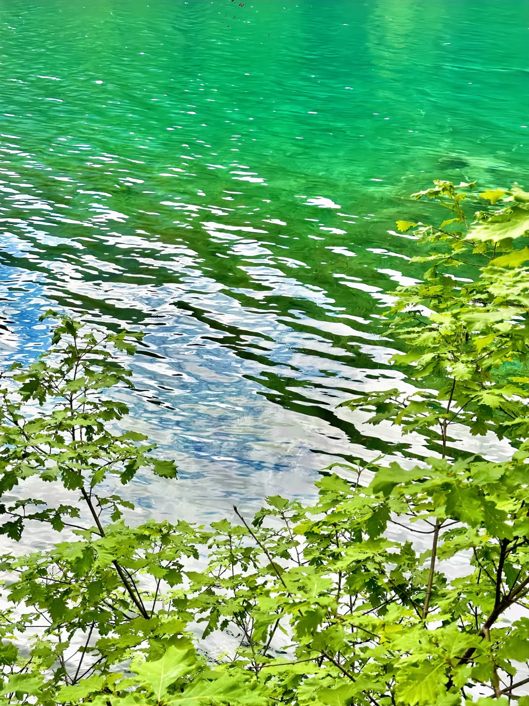 九寨沟唯一的真神🌼🦆🍃