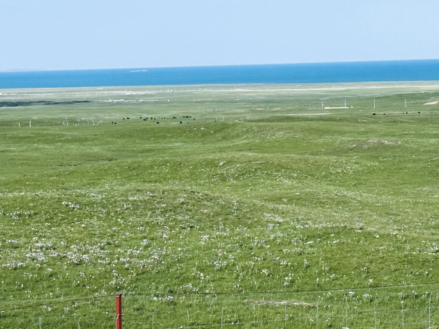 后悔没早点来青海湖!