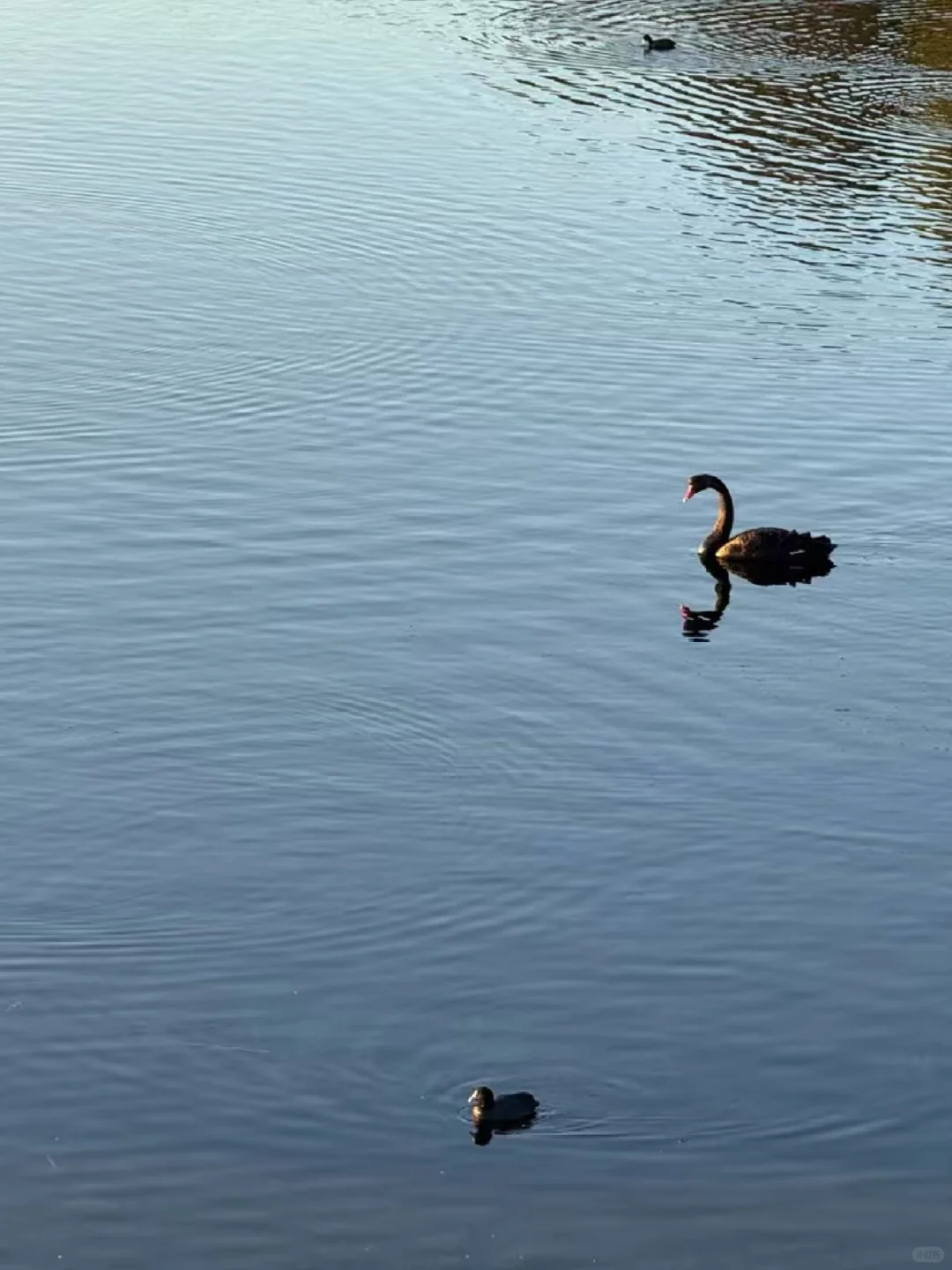 孕妈妈码住❗️绝佳放松静谧避暑胜地