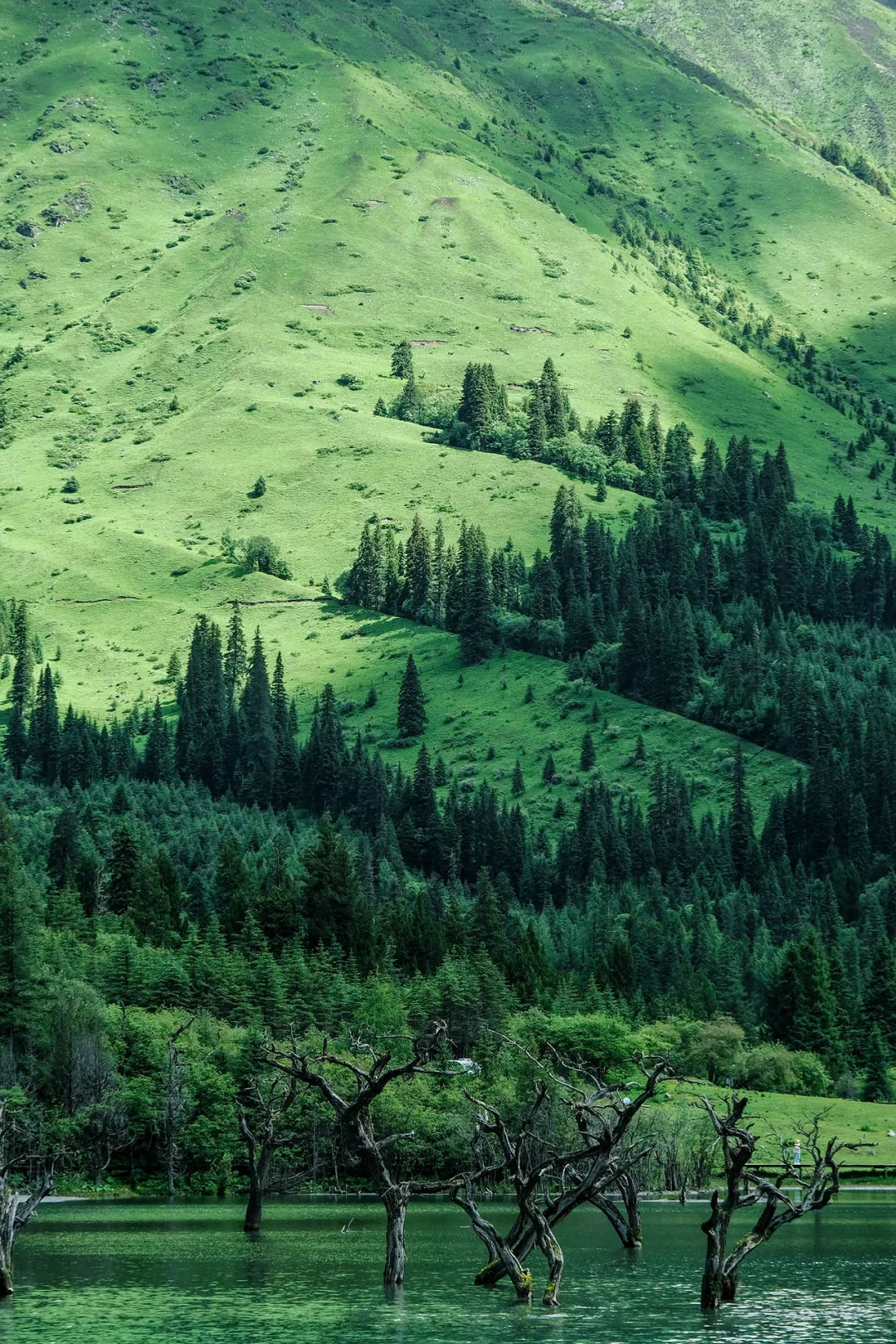 总要去趟四姑娘山，看看封神级别的夏天吧…🍃