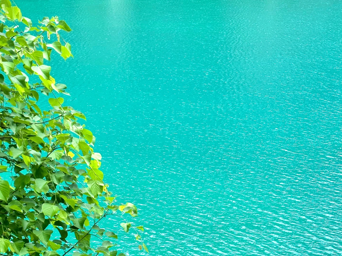 九寨沟唯一的真神🌼🦆🍃