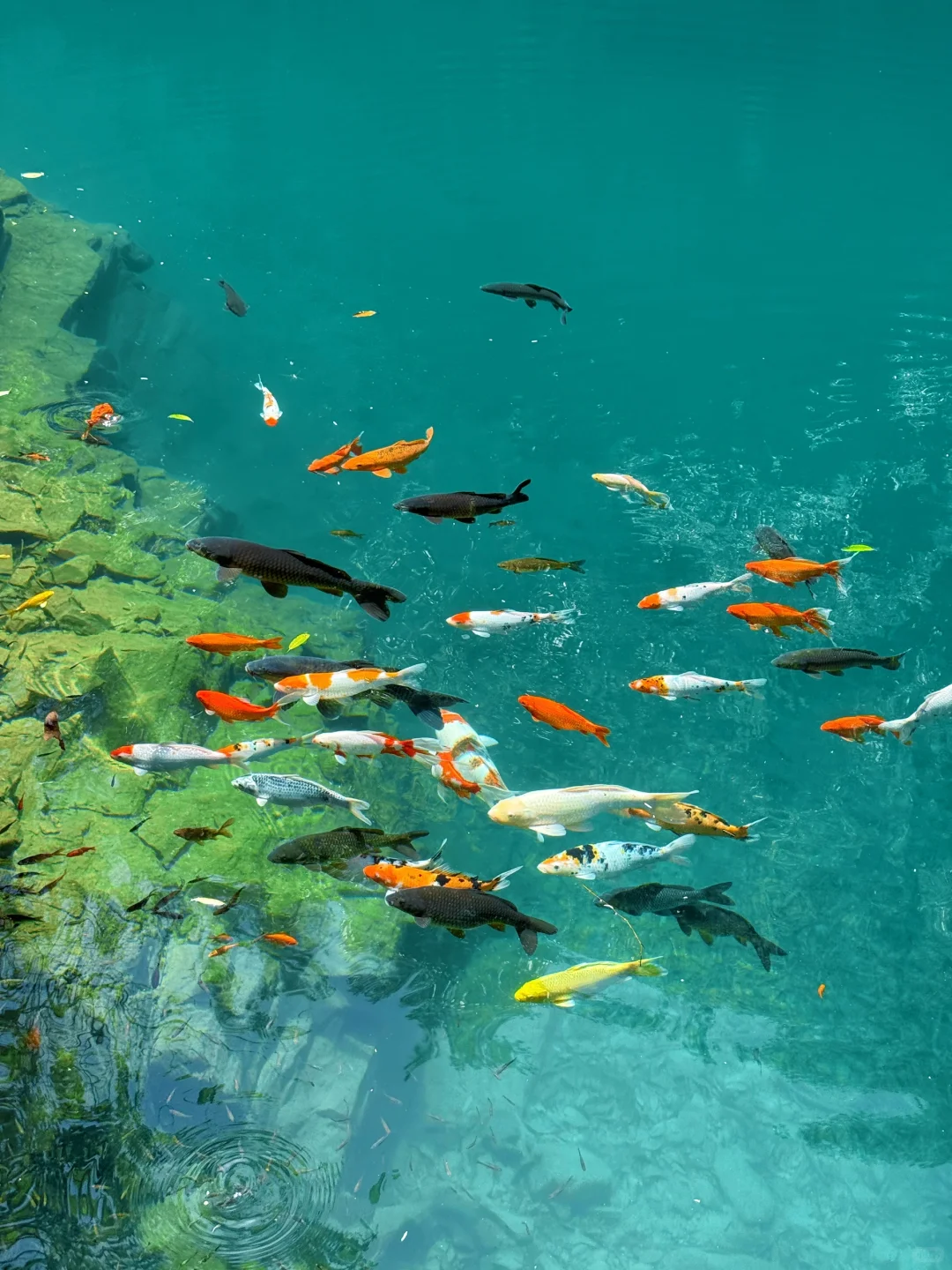 Live图意义❗️〈国家地理 〉夸的桐庐，包出片的