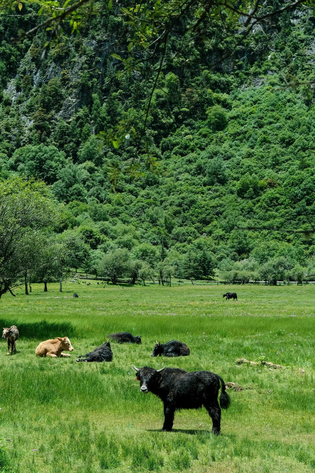 总要去趟四姑娘山，看看封神级别的夏天吧…🍃
