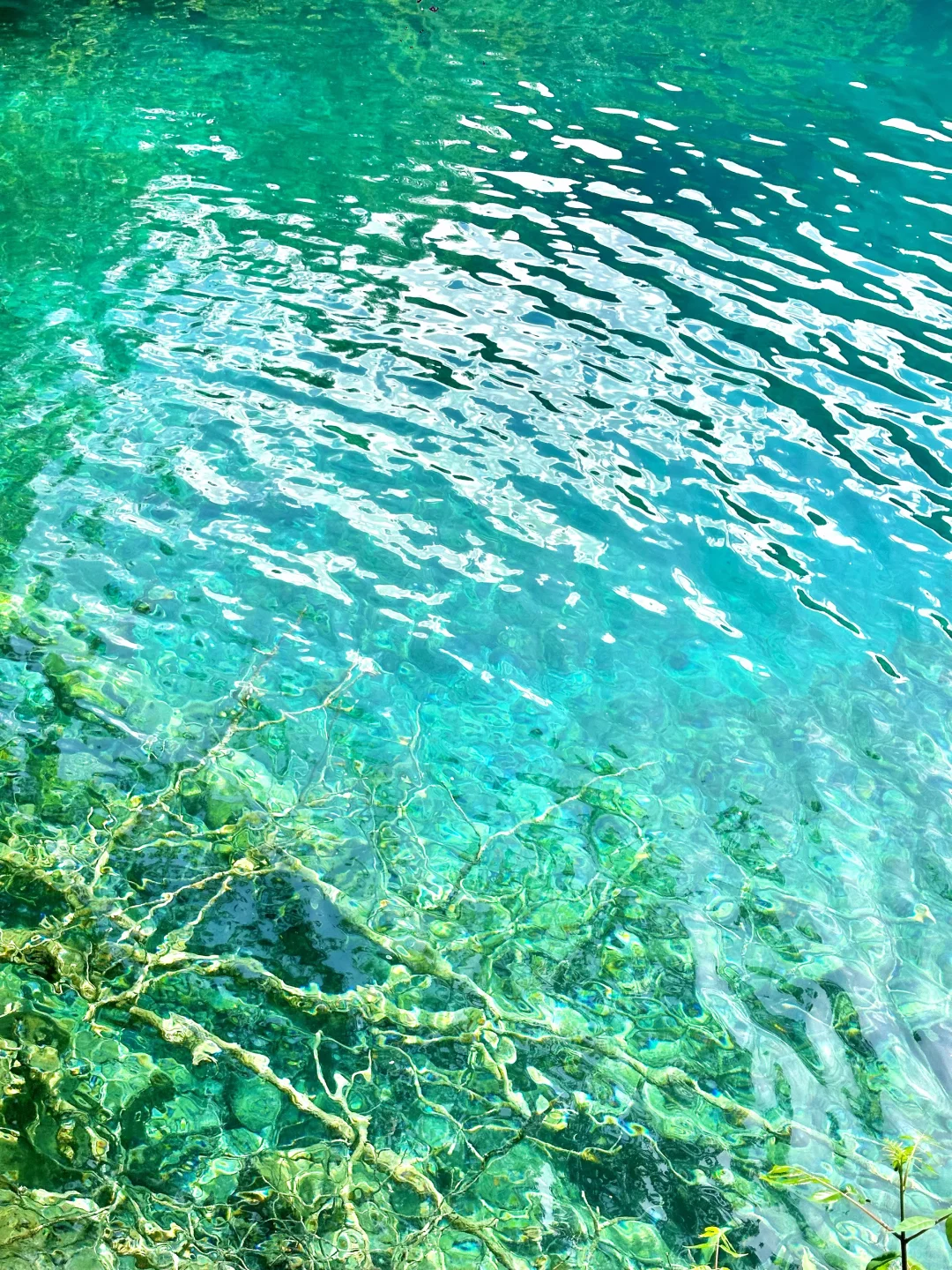 九寨沟唯一的真神🌼🦆🍃