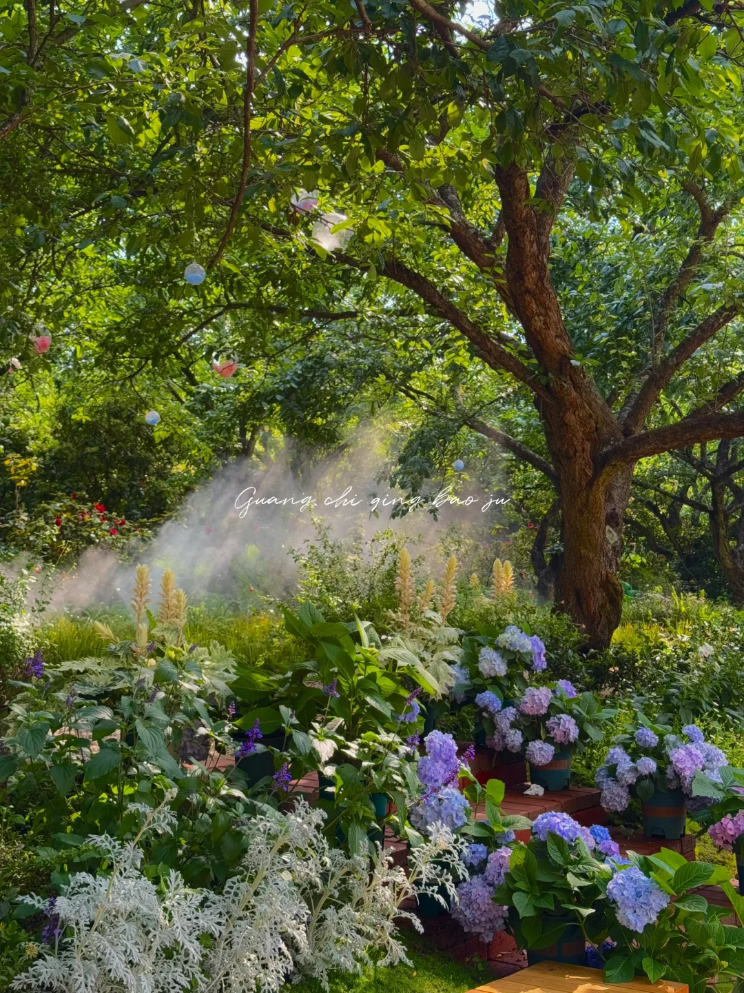 昆明花海🪻这片爱丽丝仙境太美啦！