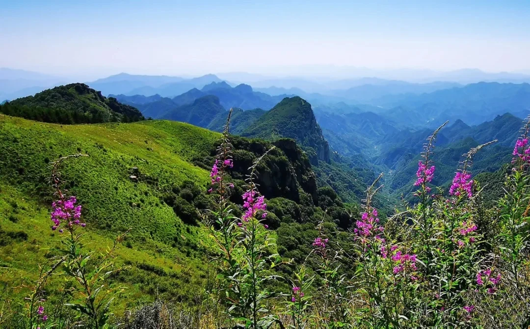 南北驼梁——看最美金莲花