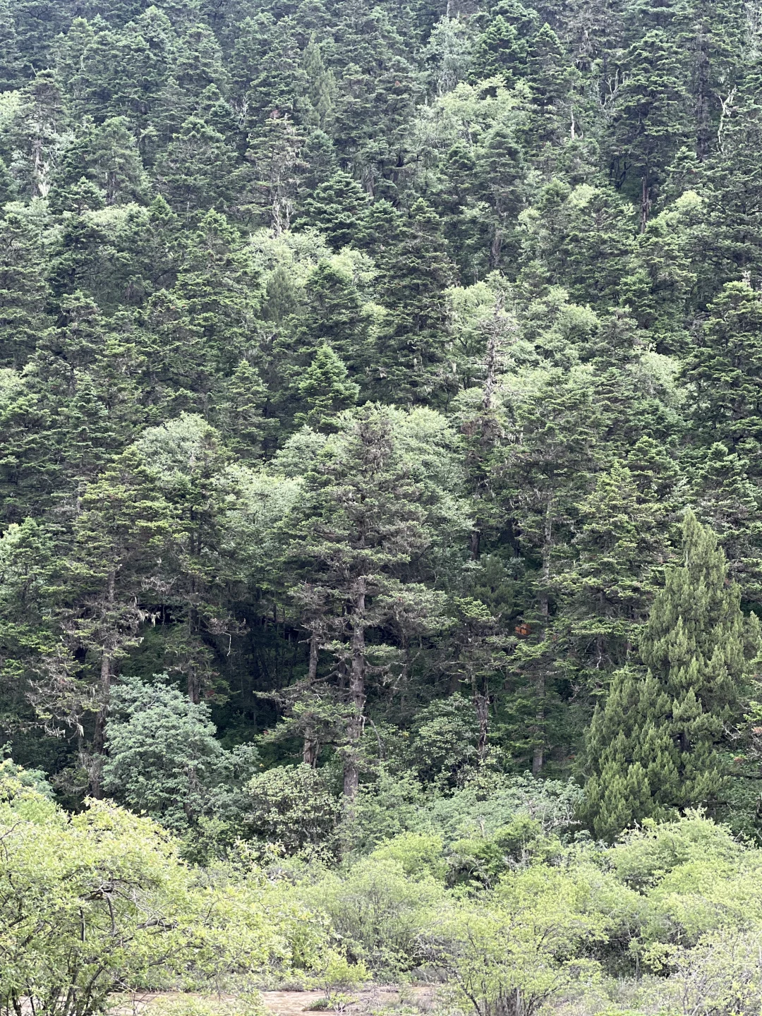 学习语文书第一课——五彩池