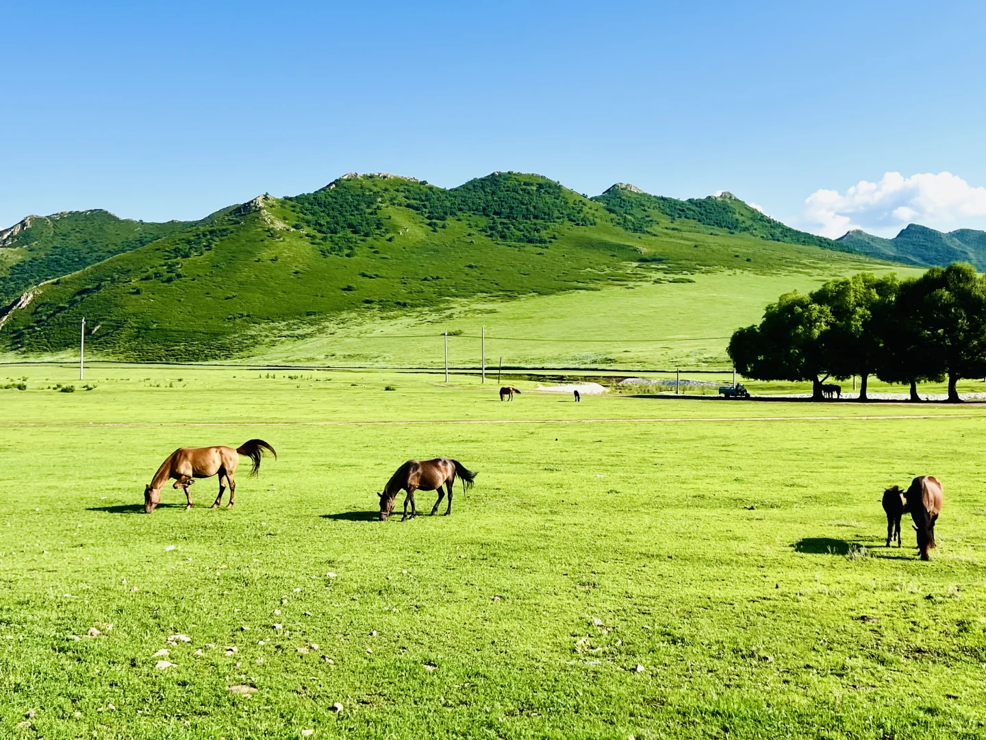 这样的草原谁不爱呢🐎离辽宁很近的草原