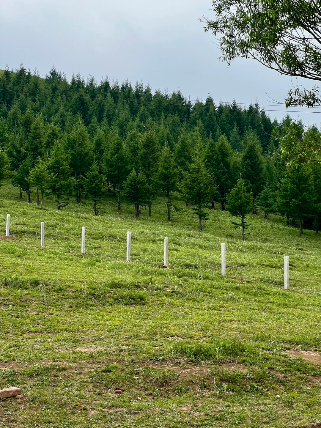 河北有自己的阿勒泰！走马槽草原一日游🌿