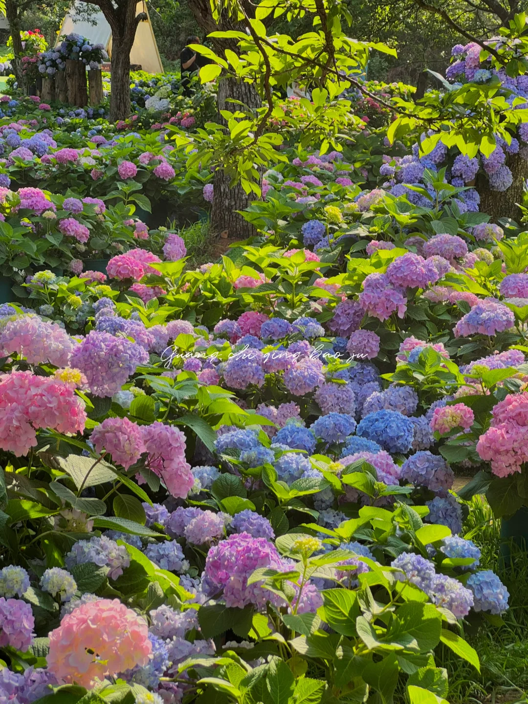 昆明花海🪻这片爱丽丝仙境太美啦！